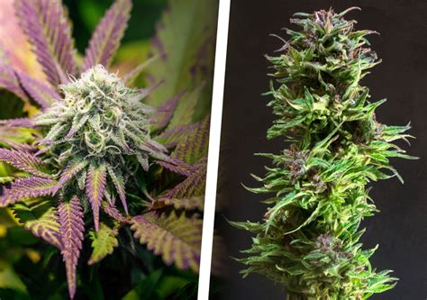 fluffy buds vs dense buds|How to avoid fluffy, loose and airy buds